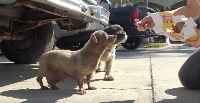 小型犬コンビを保護。寄り添って生き延びた彼らにハッピーを！