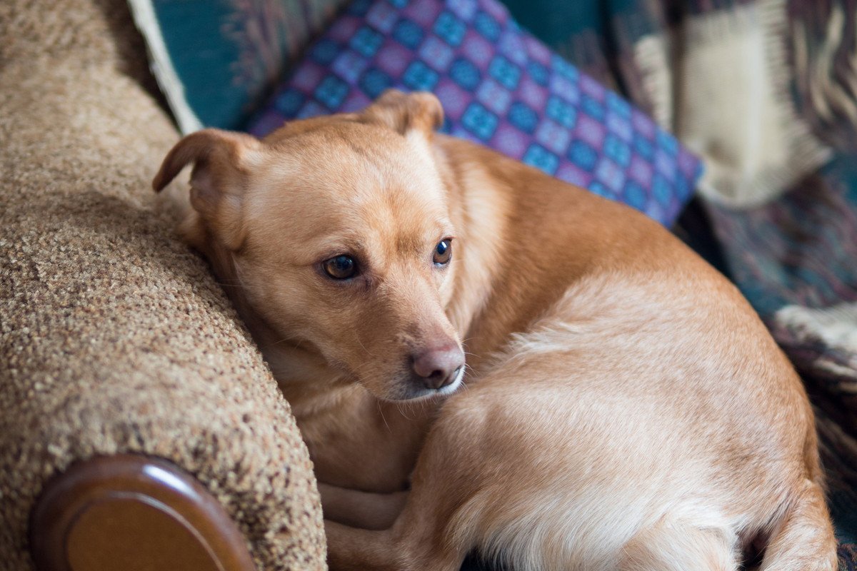 『不安な気持ちになりやすい犬』の特徴３選　心配性なワンコがよくする仕草や行動まで