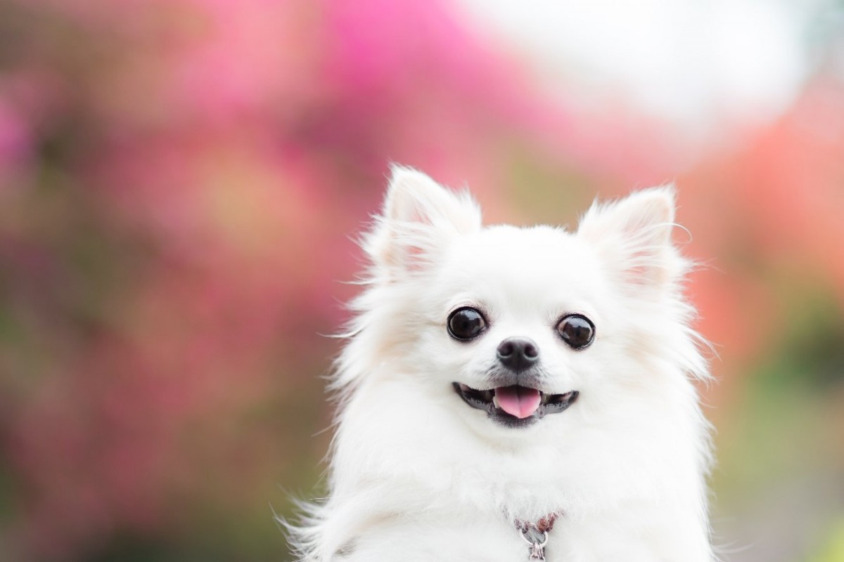 愛犬が喜ぶ『プレゼント』3選♡日頃の感謝を伝える方法まで解説