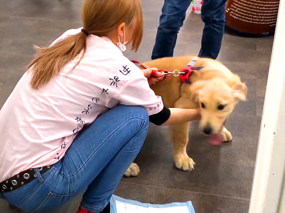 子犬が『女性店員さんに恋をした』結果…想像以上の『熱烈な愛情表現』が67万再生「犬は世話をしてくれた人を覚える」「愛されてたのがわかる」