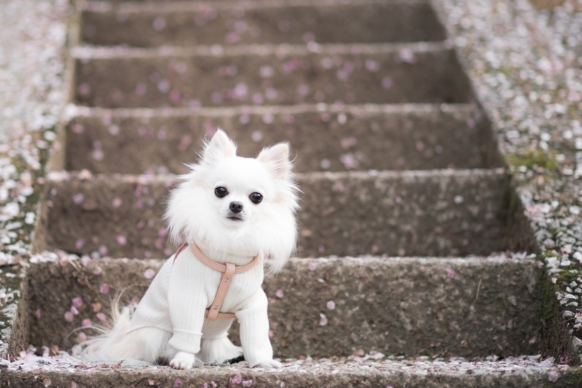 小型犬の飼い主が共感する『あるある話』5選！思わずヒヤッとした行動も