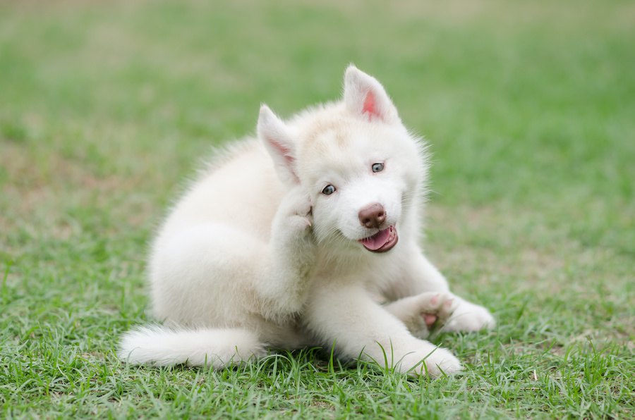 犬が体をかく心理３選！危険な症状や注意すべき病気とは？