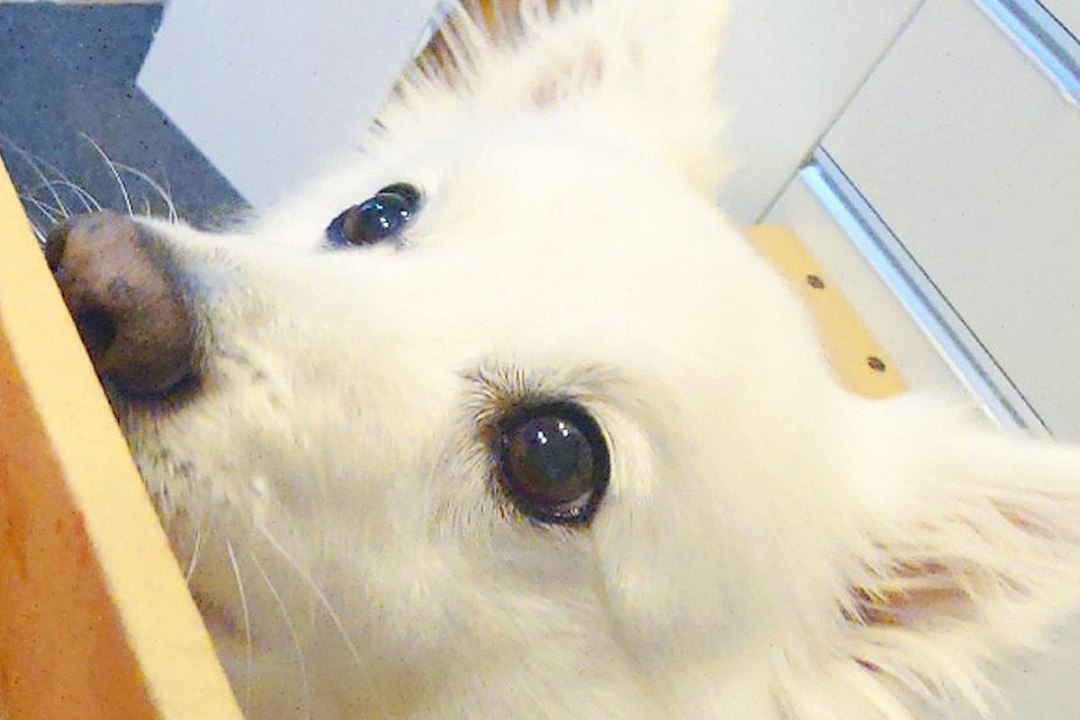 『イチゴが入ったダンボール』を眺める犬→『変な音がするな』と思ったら…想定外だった『衝撃の光景』に7万いいね「知能犯で草」「笑ったｗ」