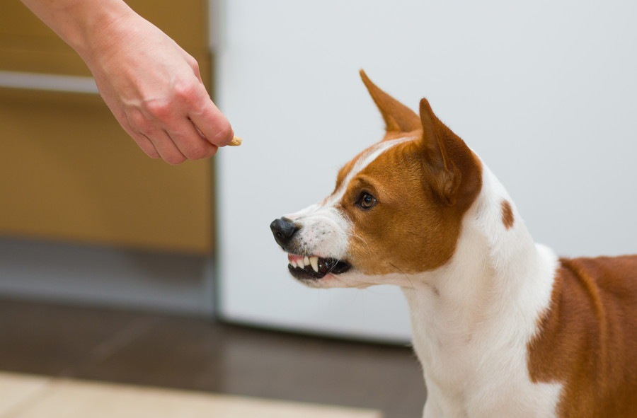 犬が飼い主に懐かない4つの理由