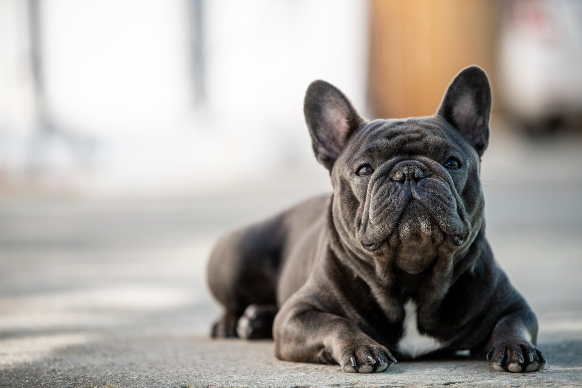 『鼻ぺちゃ犬』がなりやすい病気5選！短頭種の飼い主が絶対に知っておかなければいけないこと