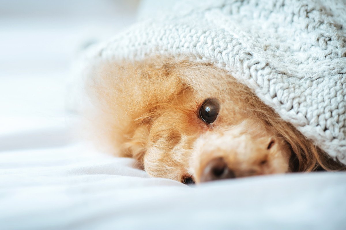 寒い季節に増える『犬の病気』5選　主な初期症状と予防策に「人間と同じ」「油断禁物」