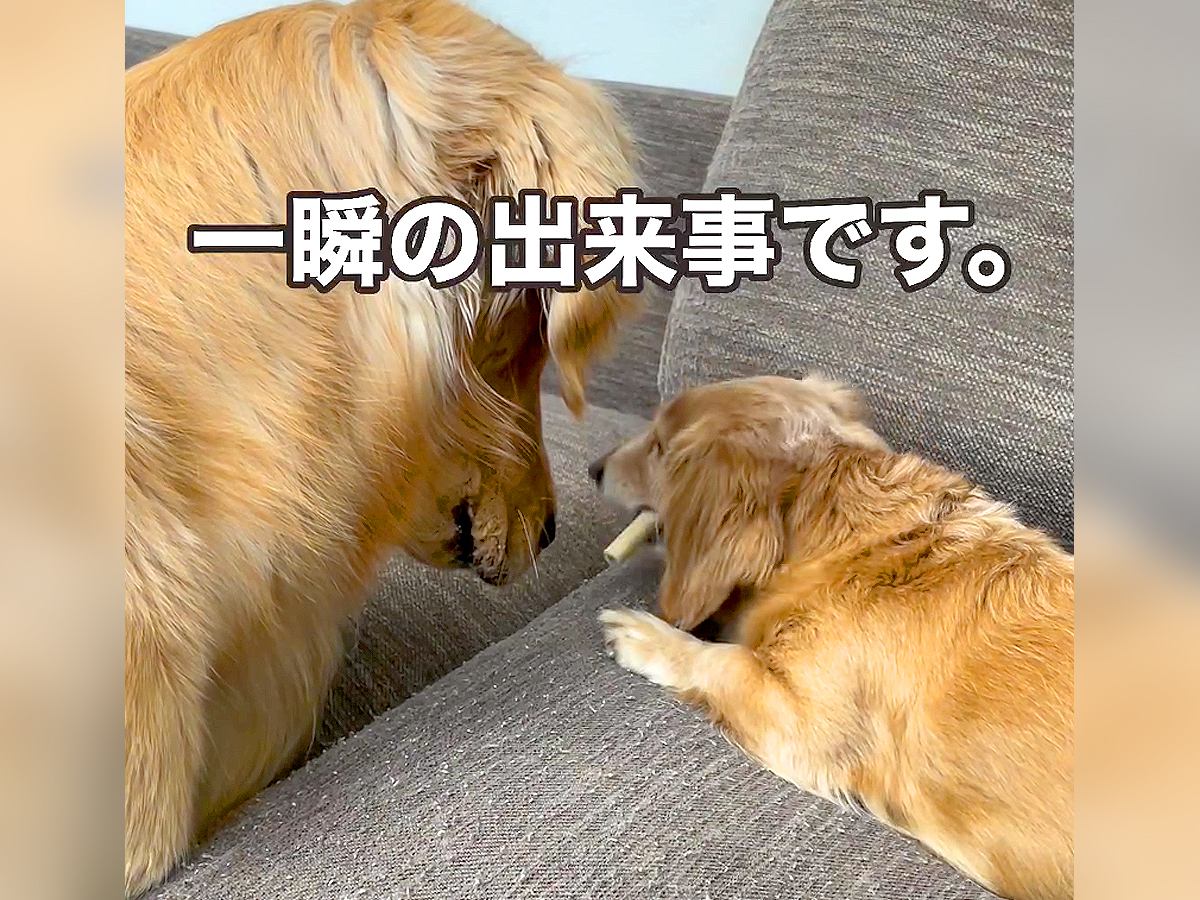 『一瞬の出来事』小型犬がおやつを食べていたら…大型犬による『早業』が想定外すぎると240万再生「こんなことある？ｗ」と爆笑の声