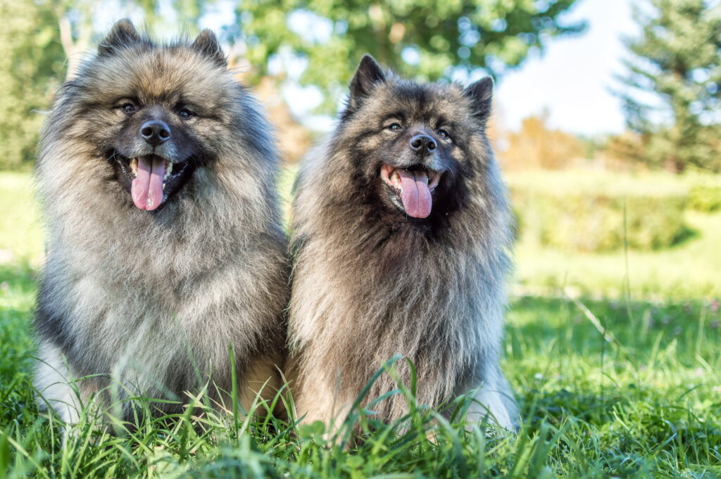 キースホンド｜犬種の特徴と性格、飼い方や価格相場まで解説