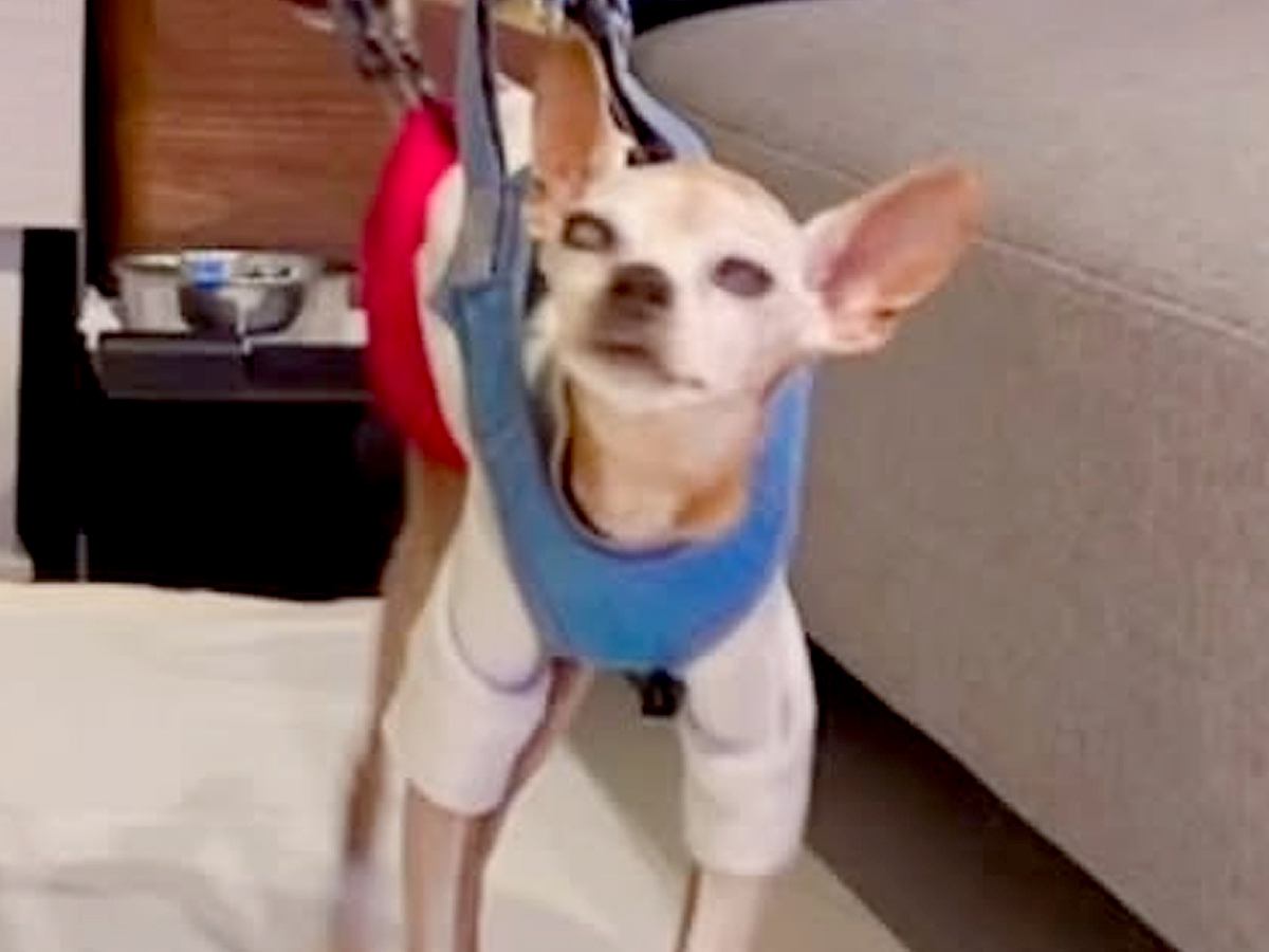 ぐるぐる歩く『グル活』をする18歳のおじいちゃん犬…パパがDIYした『まさかの贈り物』が206万再生「愛がこもってて涙出る」と称賛続々