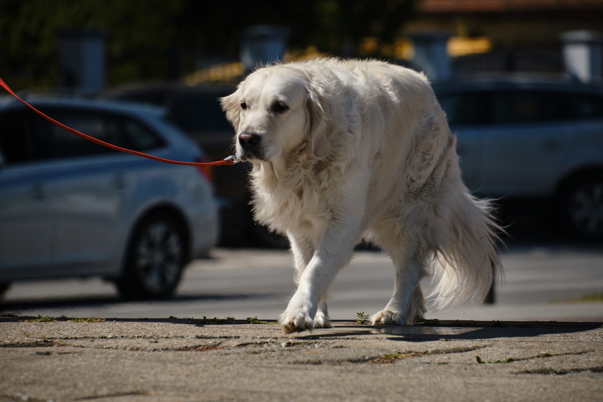 犬が高齢になったとき絶対やってはいけない『散歩方法』3選　逆効果となるタブー行為とは？