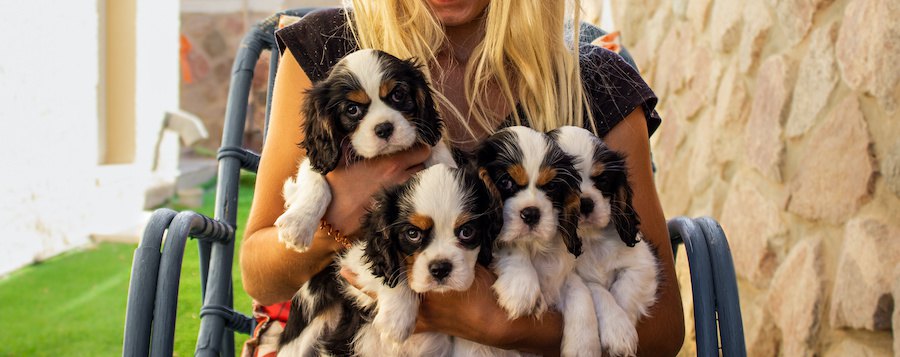 子犬時代を家の中で過ごした犬は家庭犬としての適性が高いという研究結果