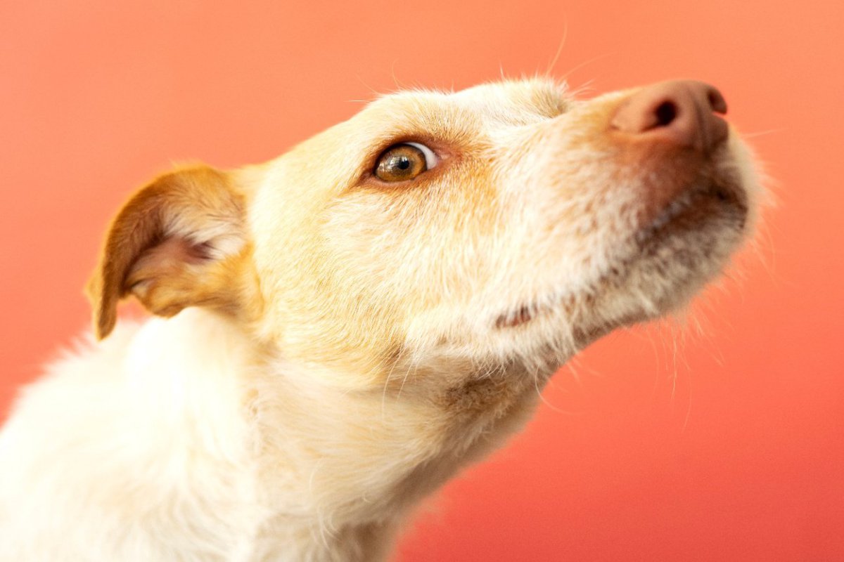 犬が『人のおしりを嗅ぐ』理由4選　やめさせなくて大丈夫？飼い主の正しい対応の仕方まで