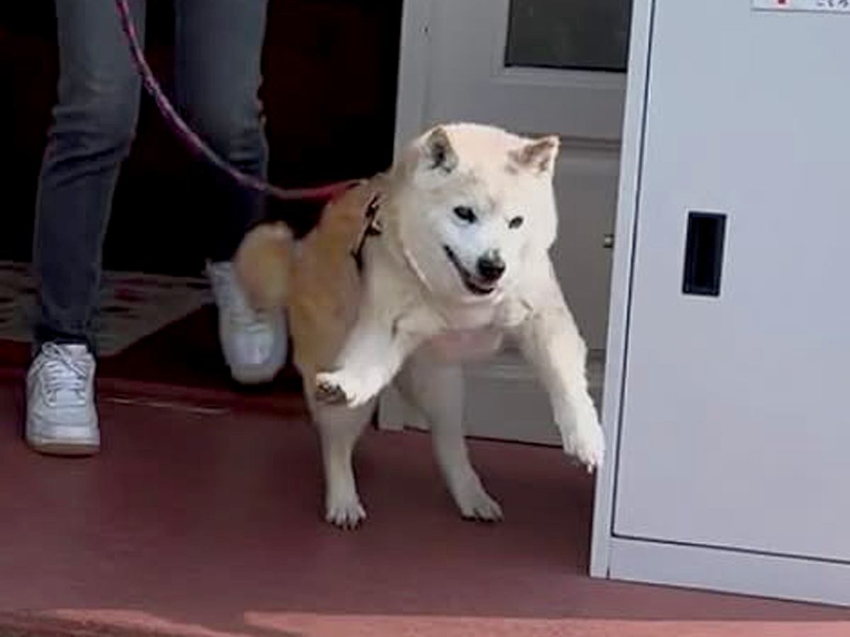 17歳のおじいちゃん犬→散歩に出かけようとしたら…老犬とは思えない『子犬のような行動』が73万再生「元気貰った」「なんて可愛いの」と絶賛