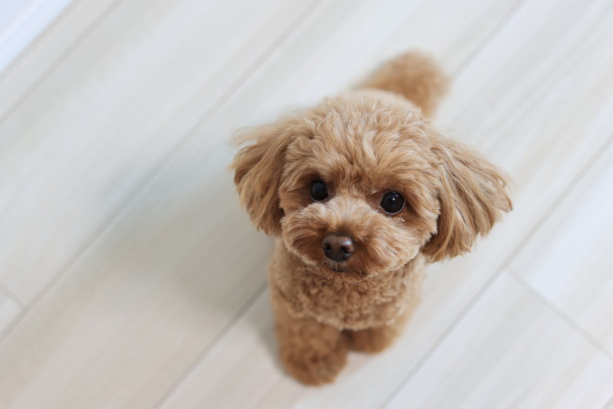 犬が飼い主に『抱っこ』をおねだりしているサイン4選　愛犬からの要求にすべき正しい対応とは？