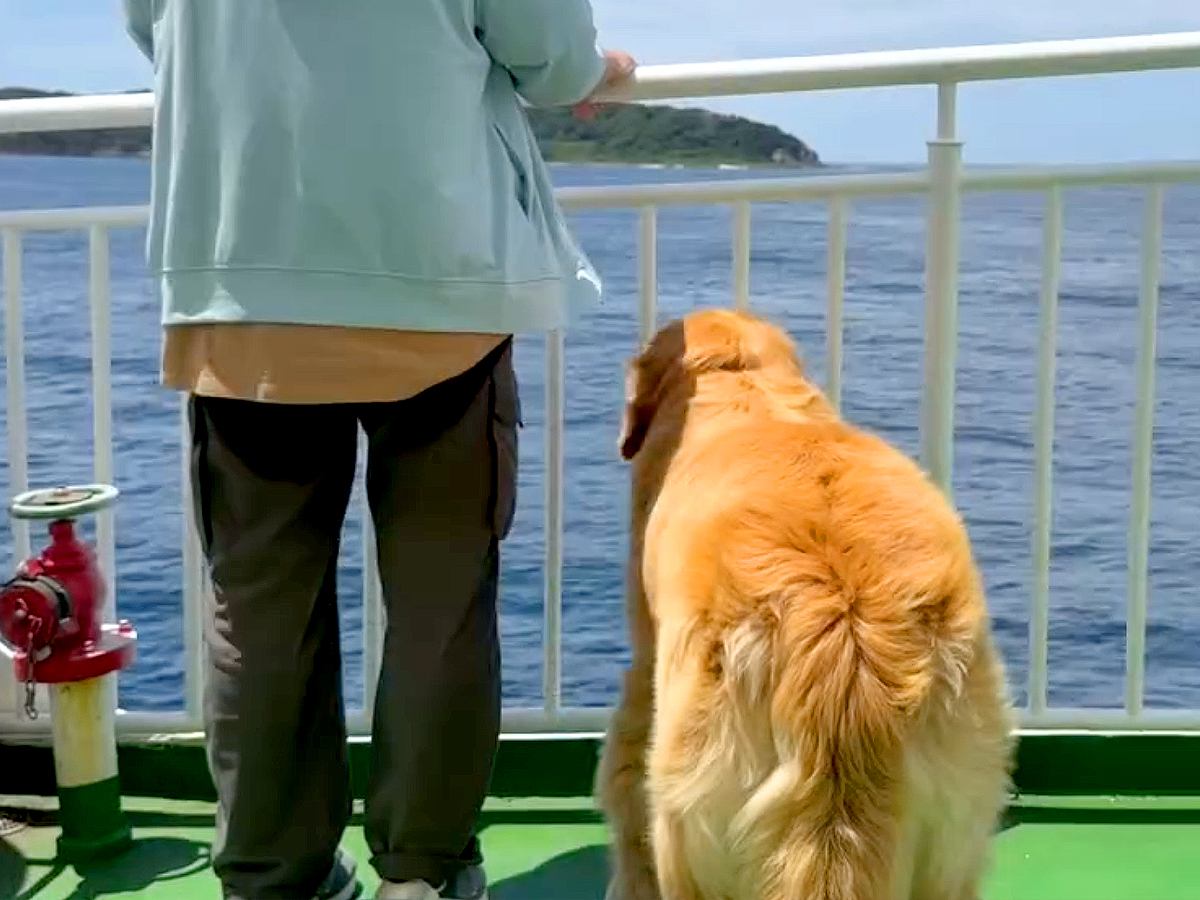 1年ぶりにお兄ちゃんと会うため、船に乗る大型犬→長旅の末…感動的な『再会の瞬間』が7万再生「涙出てきた」「普段とのギャップに泣いた」の声