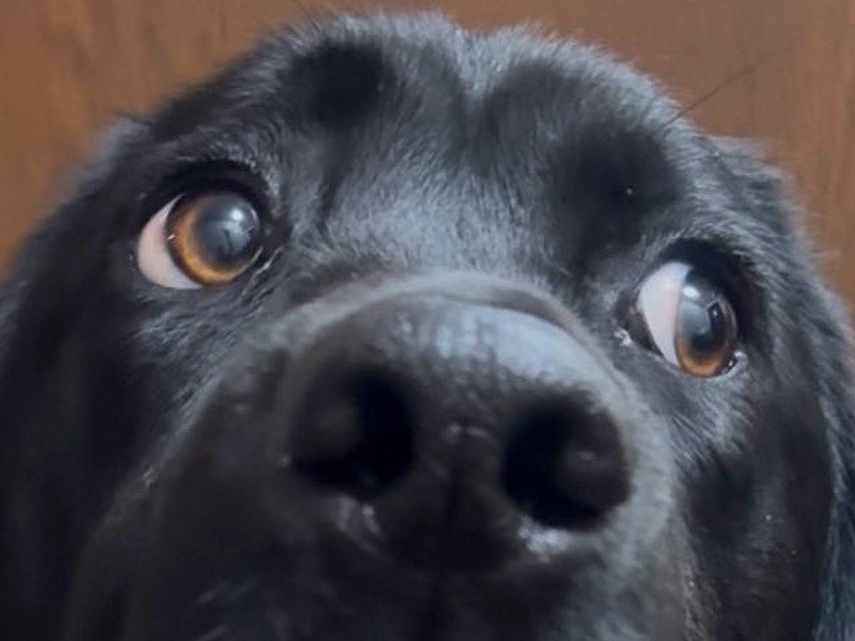 玄関にいた大型犬→声をかけた結果…絶対に何かをした『アニメのような表情』に3万いいね「分かりやす過ぎるｗ」「やらかした顔で草」と爆笑