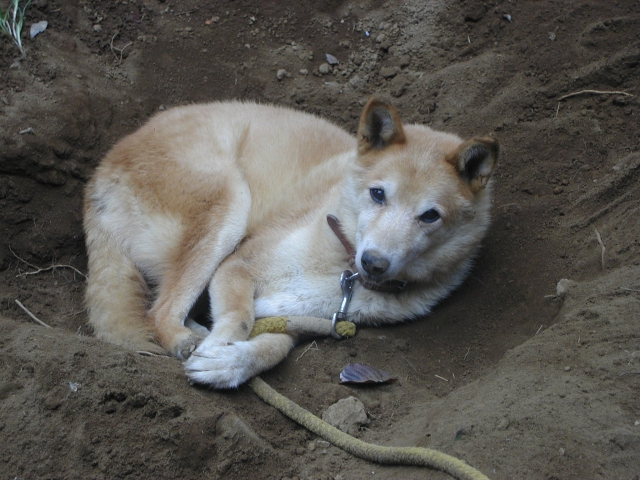 犬の穴掘りの習性を知って気持ちを理解しよう