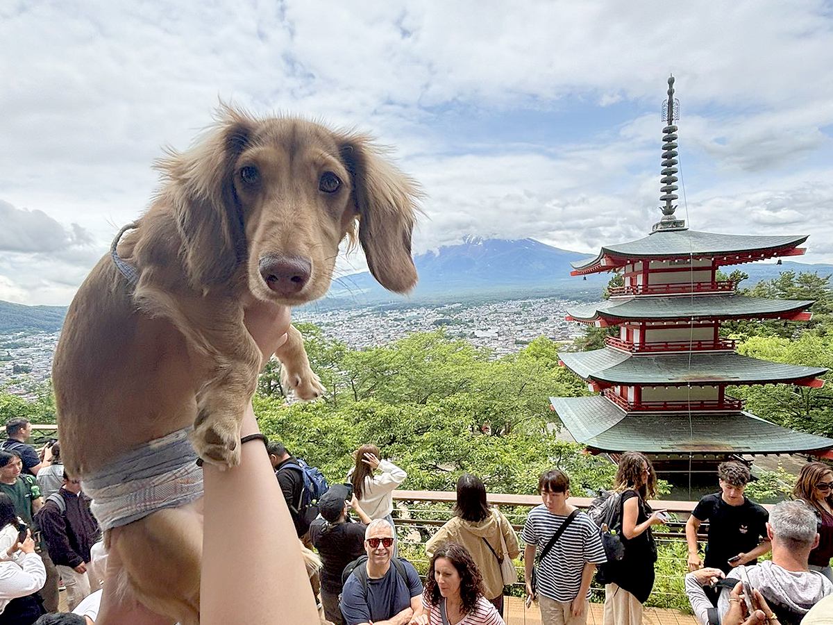 観光中に犬と記念撮影→何枚か見返してみると…『かわいい共通点と表情』に3万7000いいね集まる「不思議そうｗ」「キョトン顔たまらん」の声