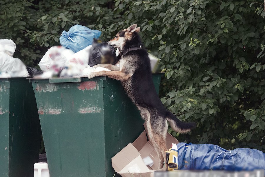 なぜ犬はゴミ漁りが好きなの？４つの理由