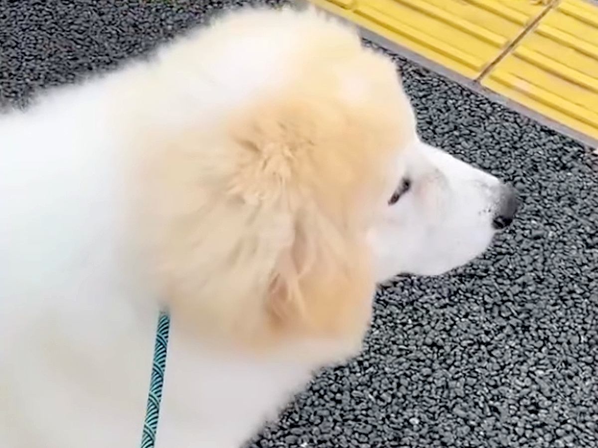 大好きなお姉さんの『通勤ルート』を覚えた大型犬→なかなか来なくて、不安になっていたら…会えた瞬間の『素敵な光景』に感動「愛らしい…」