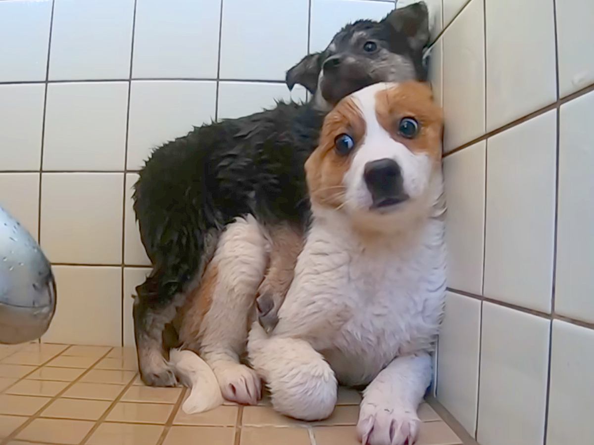 殺される運命だった『野犬の赤ちゃん2匹』を保護→初めてのシャンプーで…思わず泣ける『一生懸命な光景』が108万再生「涙出た」「幸せに」