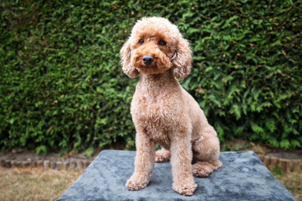 【獣医師監修】ミニチュア・プードル｜犬種の特徴と性格、飼い方や価格相場まで解説