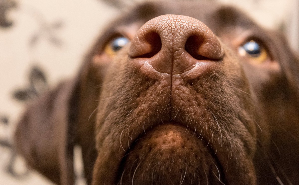 犬が人の股間のニオイを嗅ぐ理由とは？３つの心理を紹介