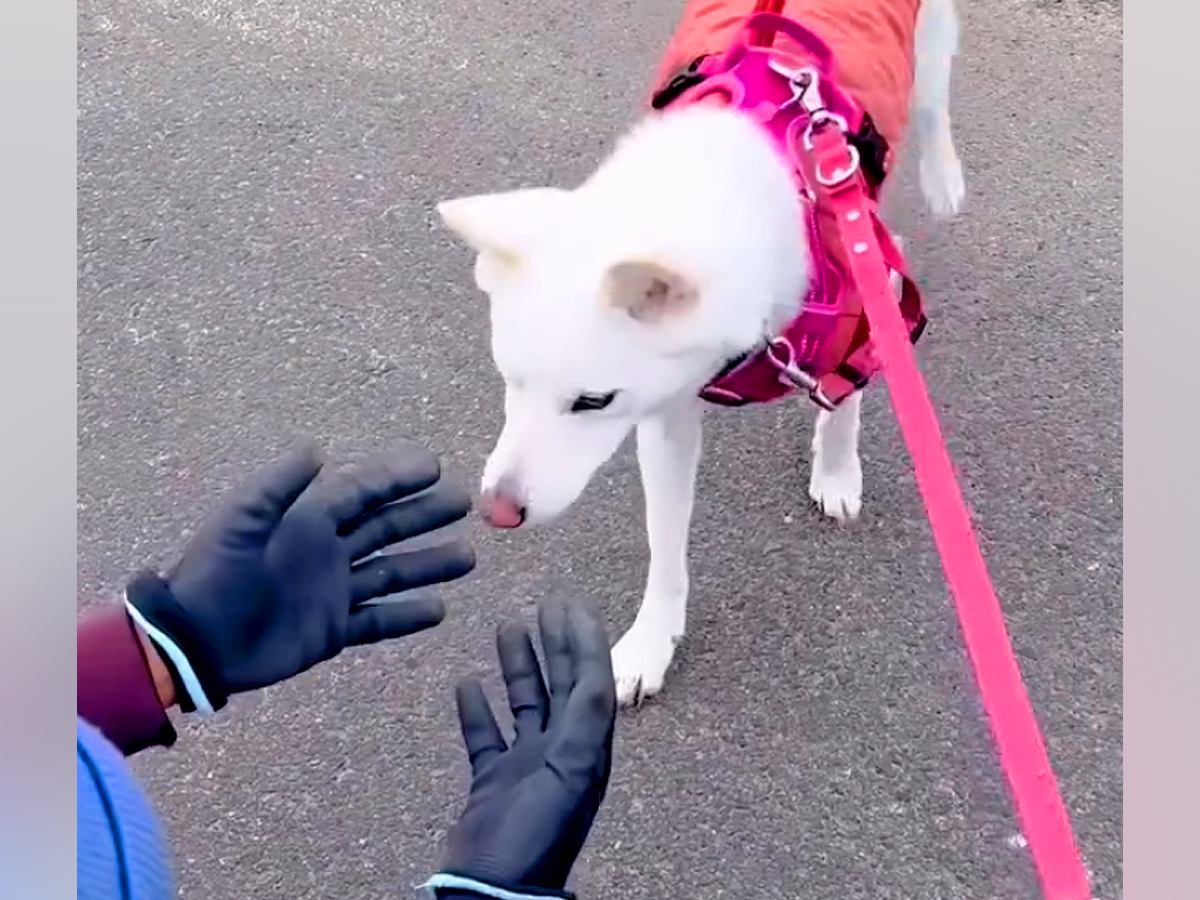 人を見るとブルブル震えていた元野犬が…思わず涙が出る『初めて自分から撫でてと催促する瞬間』に反響「とっても感動した」「素敵すぎる」