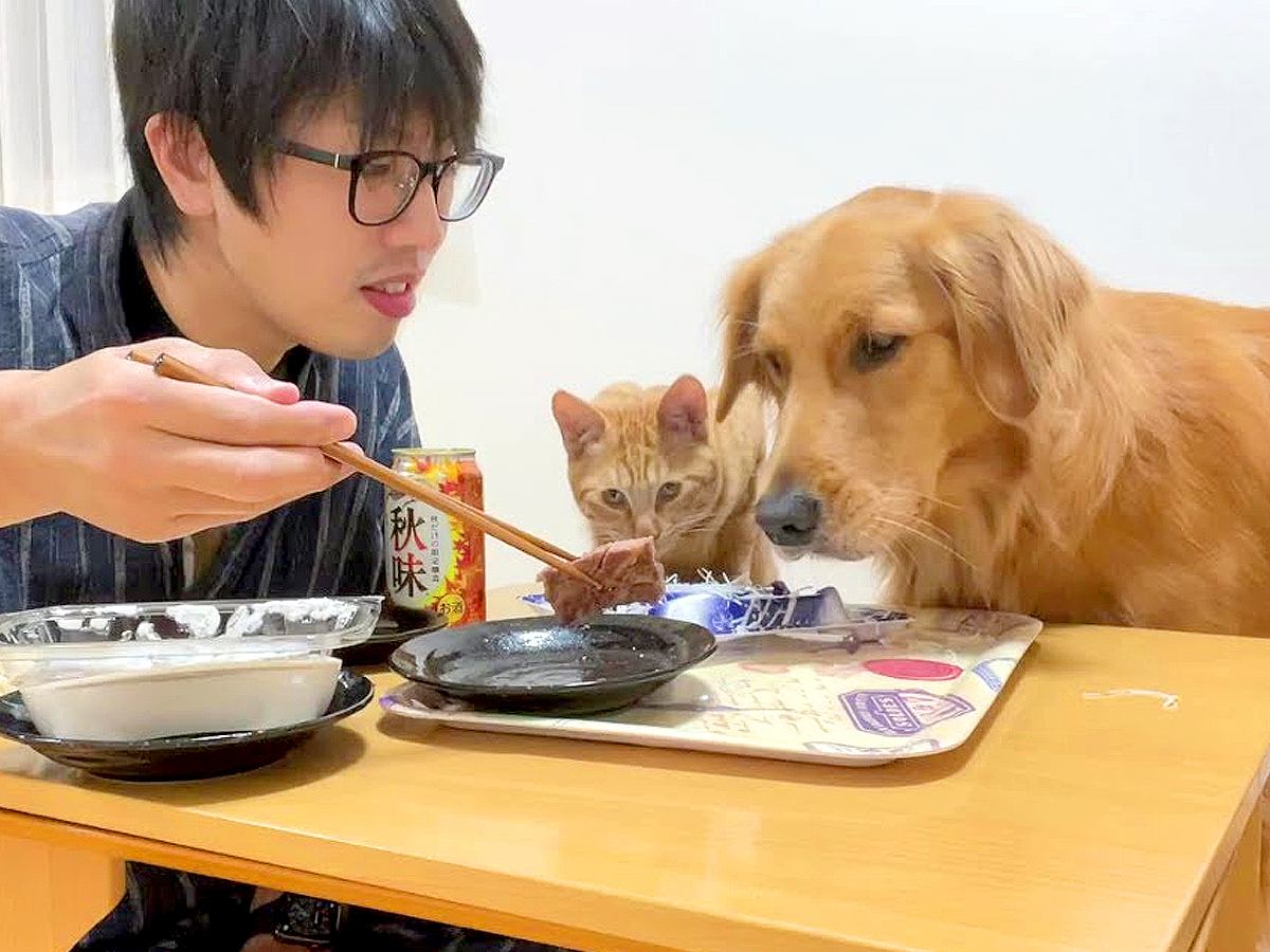 大型犬と猫の前で『晩酌をした』結果…まさかの『戦場と化した食卓』が23万再生「世界一落ち着けない晩酌ｗ」「生存競争激しい家族で草」と爆笑