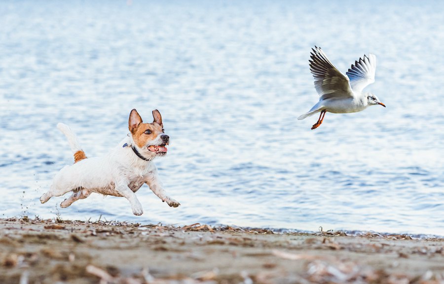 オフリードの犬は野鳥にとってどれほどの脅威かという研究結果