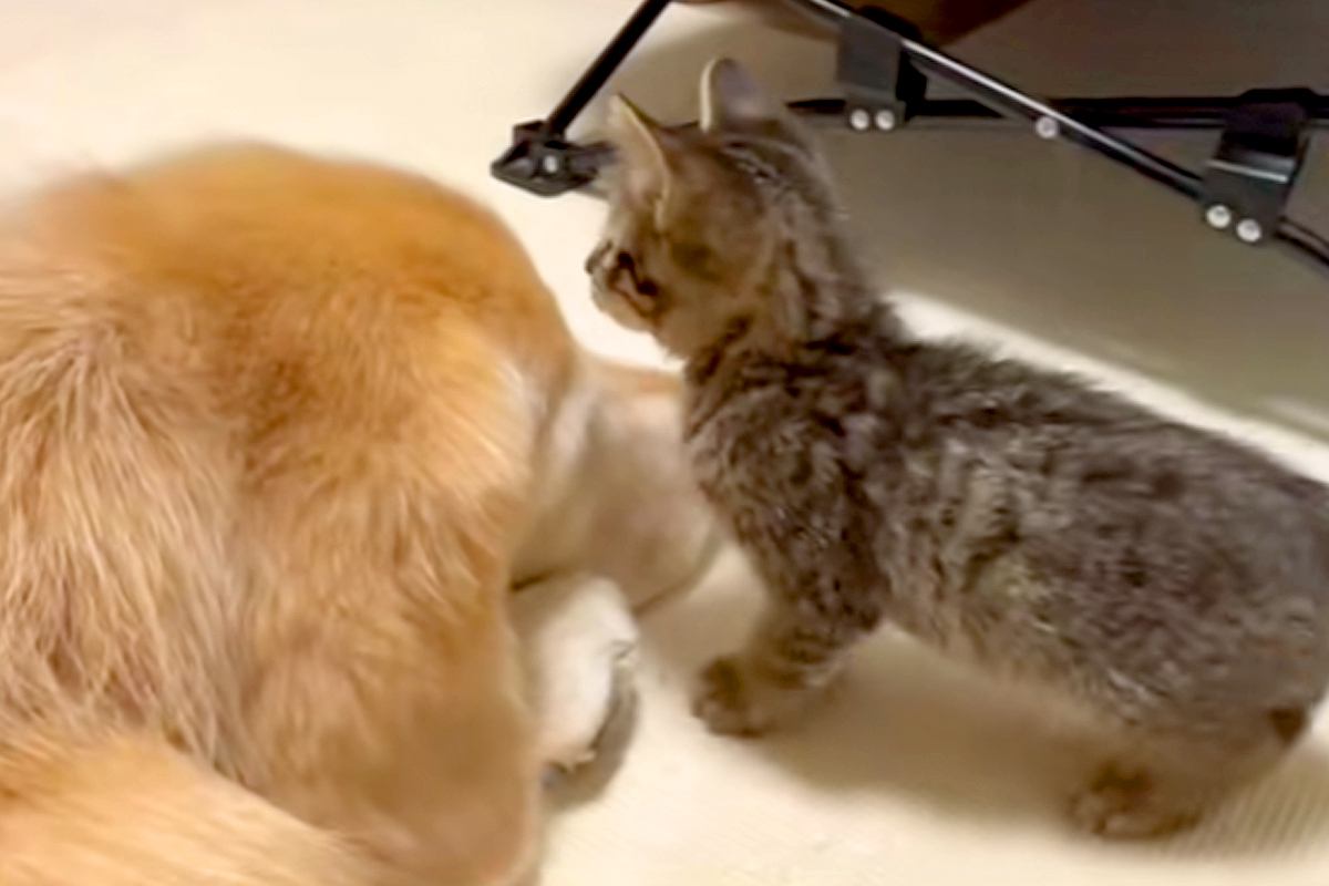 大型犬を『障害物』としか思っていない子猫→目の前に現れると…思わず笑ってしまう光景が88万再生「わんこの反応がｗｗ」「もはや父親みたい」