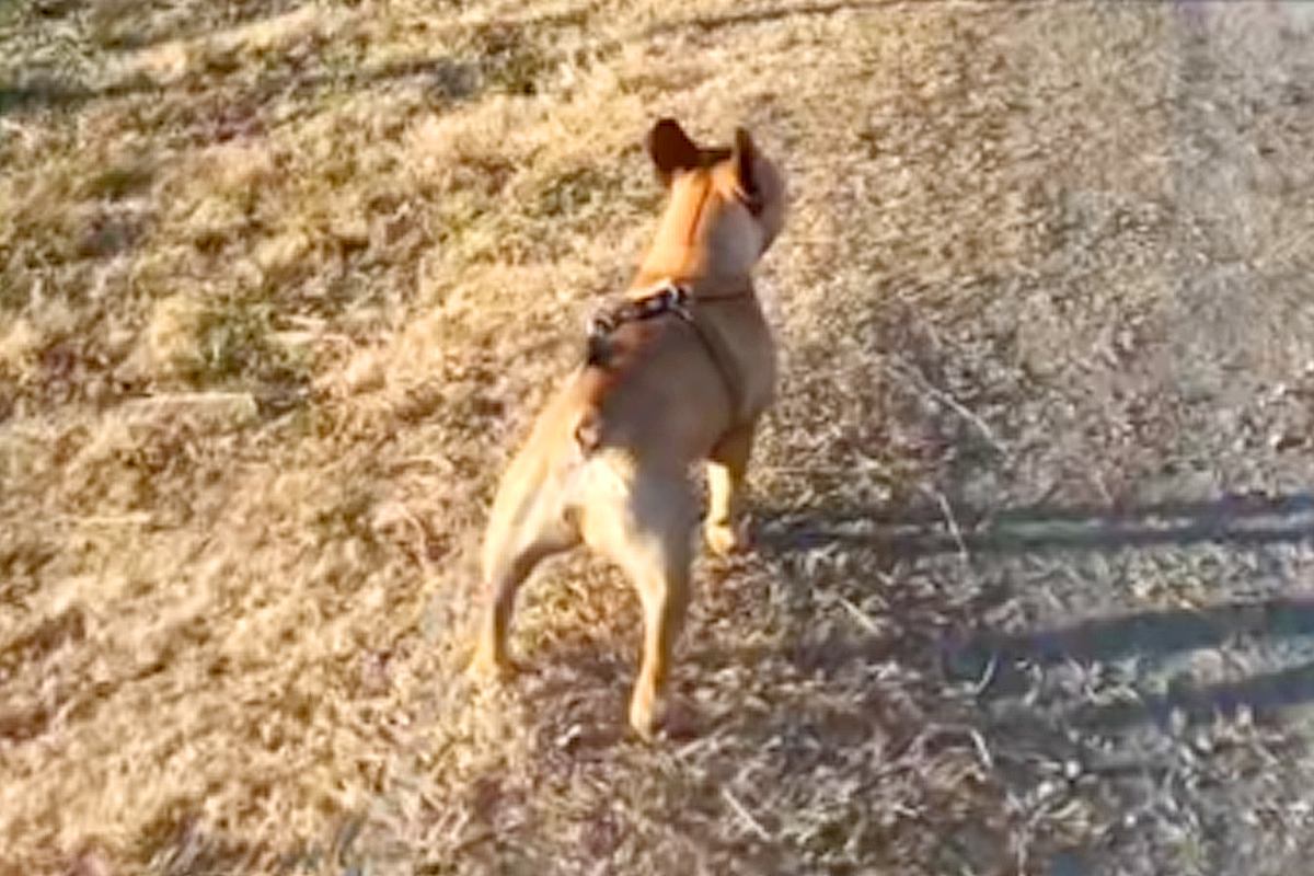 兄犬が亡くなり、食事もとれないほど落ち込んだ妹犬→毎日のように兄を探して…奇跡のような『素敵な物語』が10万再生「運命」「しあわせに」