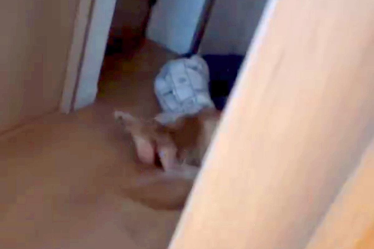 息子を叱った結果、廊下に逃げて『大型犬』に…思わず許してしまう『まさかの光景』が108万再生「大きな存在」「安心出来る場所なんだね」