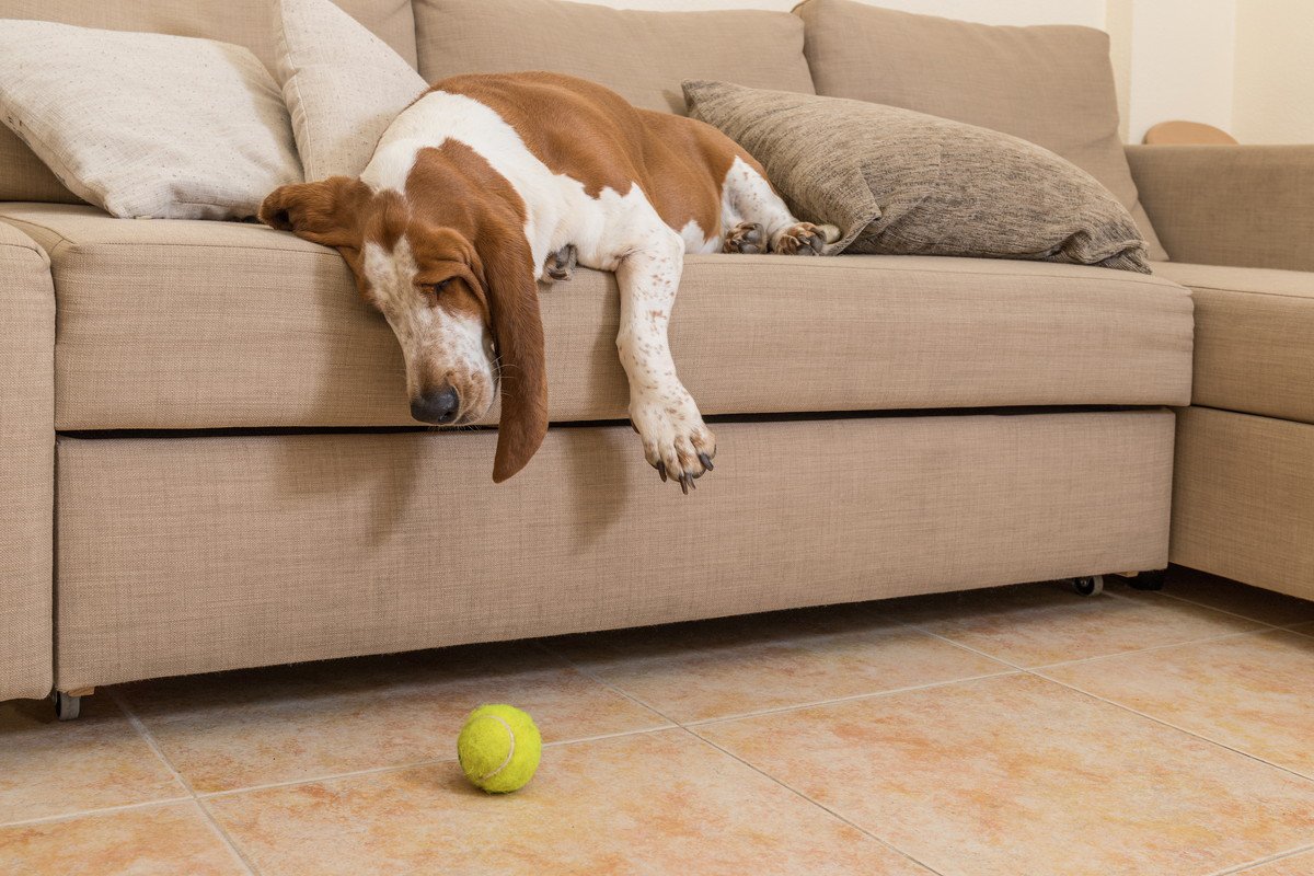犬を『疲れさせる』NG行為4選　あなたはやってない？今すぐ改善すべき飼い主の行動とは