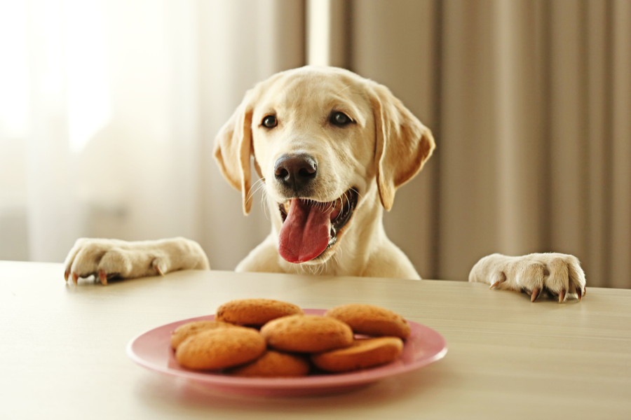 犬が誤飲してしまった！モノ別の対処法と予防策