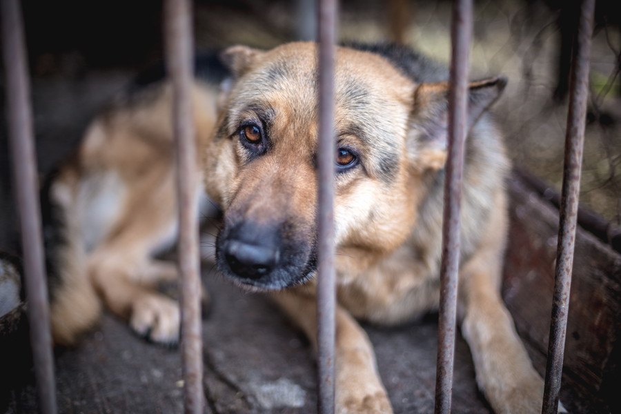 保護施設の犬を恐怖から解放するための研修プログラムがスタート！