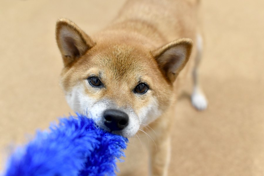 犬が飼い主の服を引っ張る心理３選