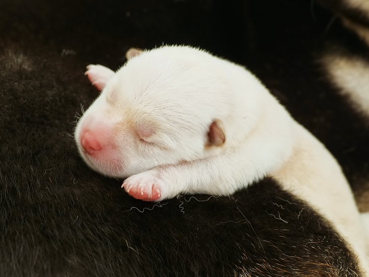 生まれたての3匹の赤ちゃん犬…『ママデビュー』を果たしたお母さん犬との新生活が可愛すぎると30万再生「ちゃんとママで感動」と絶賛の声