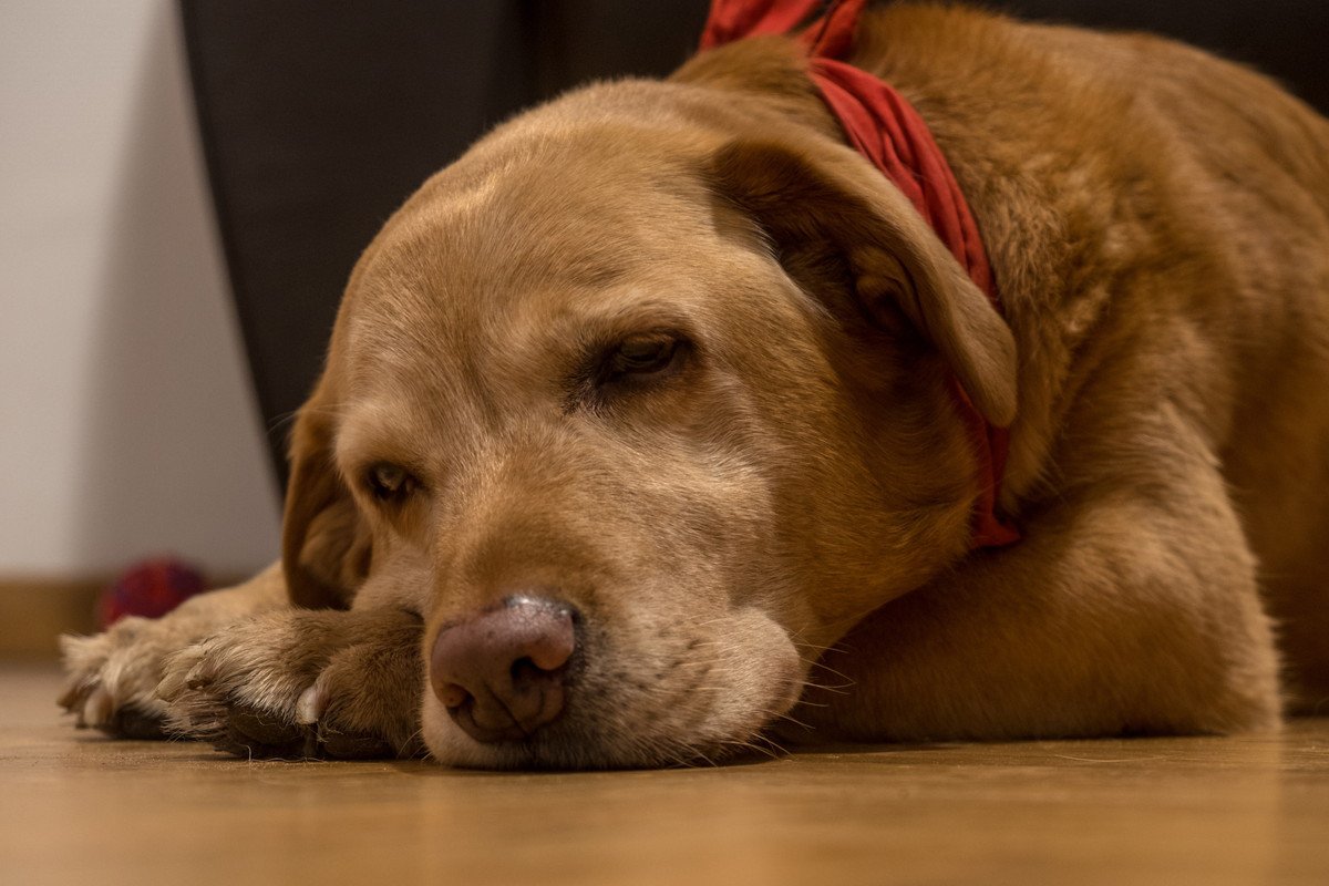 愛犬の様子がおかしい…必ず確認すべき4つの項目