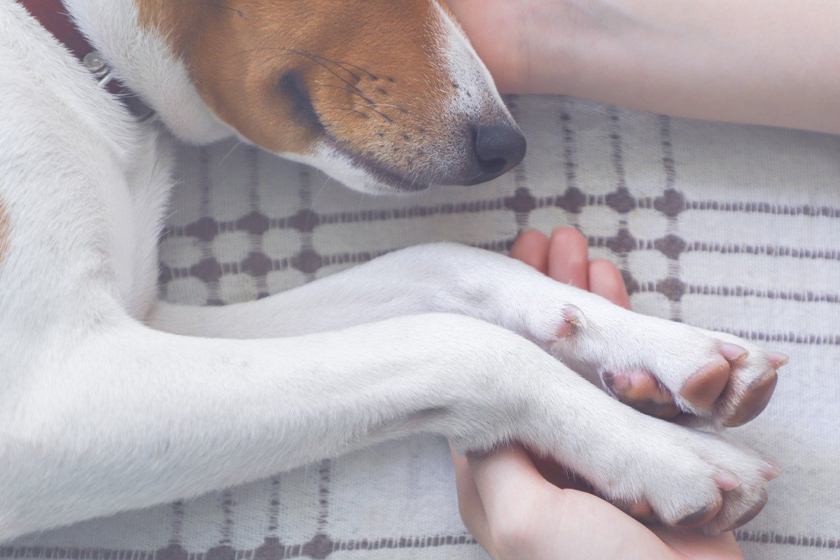 亡くなる前の準備も？犬の『お葬式』に関する知識とすべきこと３つ