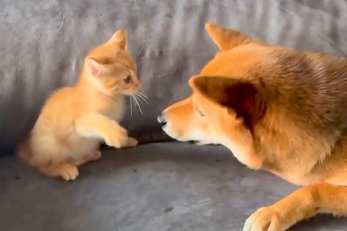 赤ちゃん猫が『はじめて犬に勝負を挑んだ』結果→小さな猫パンチを繰り返し…尊すぎる『デビュー戦』が121万再生「悶絶級の可愛さ」「平和すぎ」