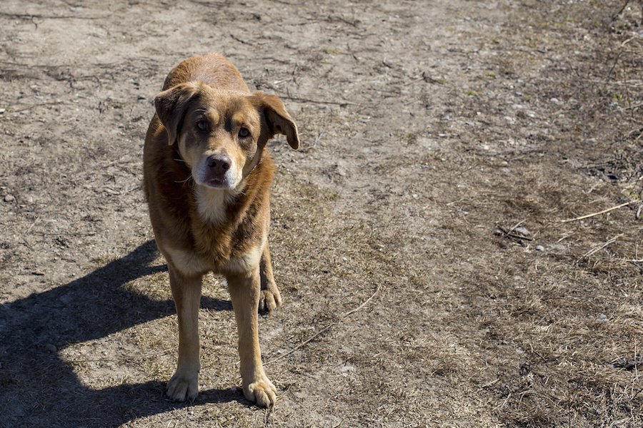 日本でも気をつけたい、野犬が持っている病原体の研究