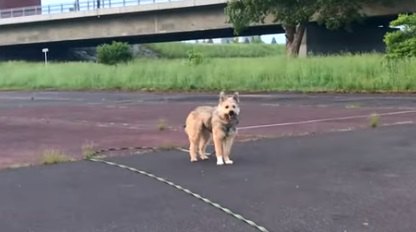 「だるまさんがころんだ」を楽しむ飼い主さんとワンちゃん