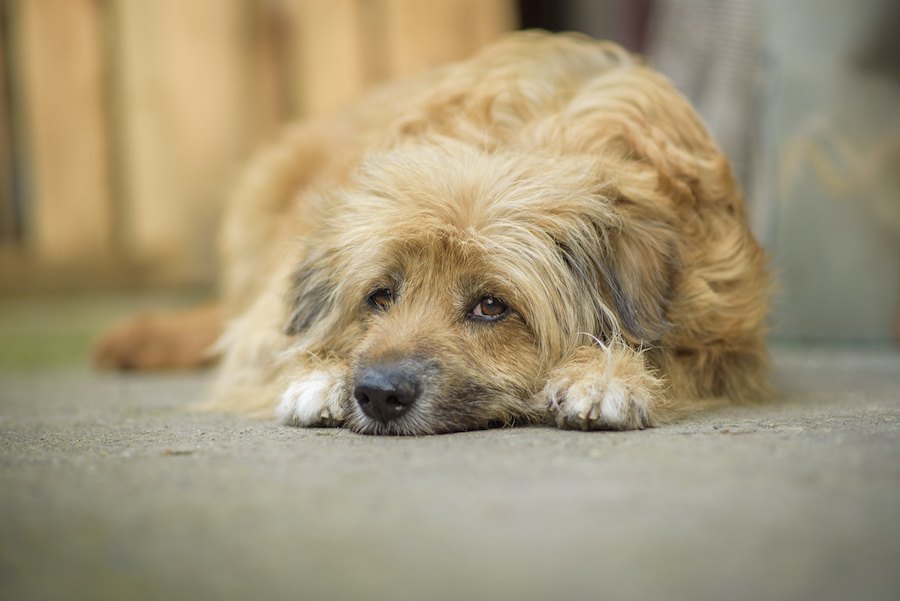 捨てられた犬たちが辿る『３つの運命』