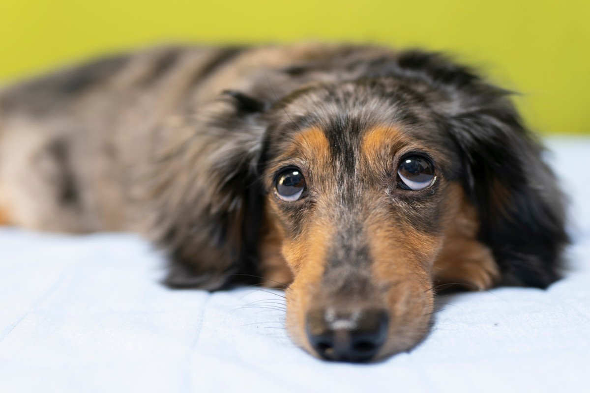 犬を叱ったときに『上目遣い』をしてくる心理5選　反省しているの？愛犬の本音とは