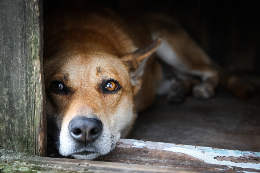 犬が嫌がることをし続ける危険性２選！しつこい行動は愛想を尽かされるかも…？