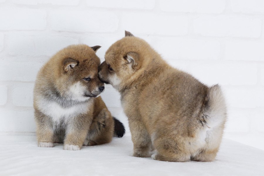 コロコロしているカワイイ犬種５選！足が短くてかわいいワンコたち