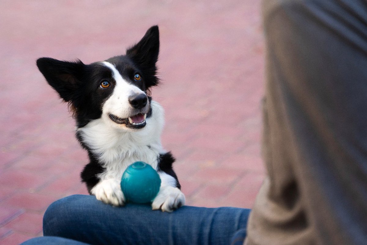 犬が『飼い主と一緒にしたい』と思っていること4つ　よりよい関係を築くためのポイントをご紹介