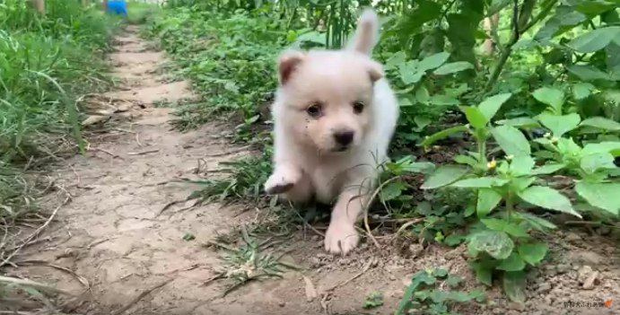 【野良犬】トマト畑で駆け回るよちよち歩きの子犬【ネパール】