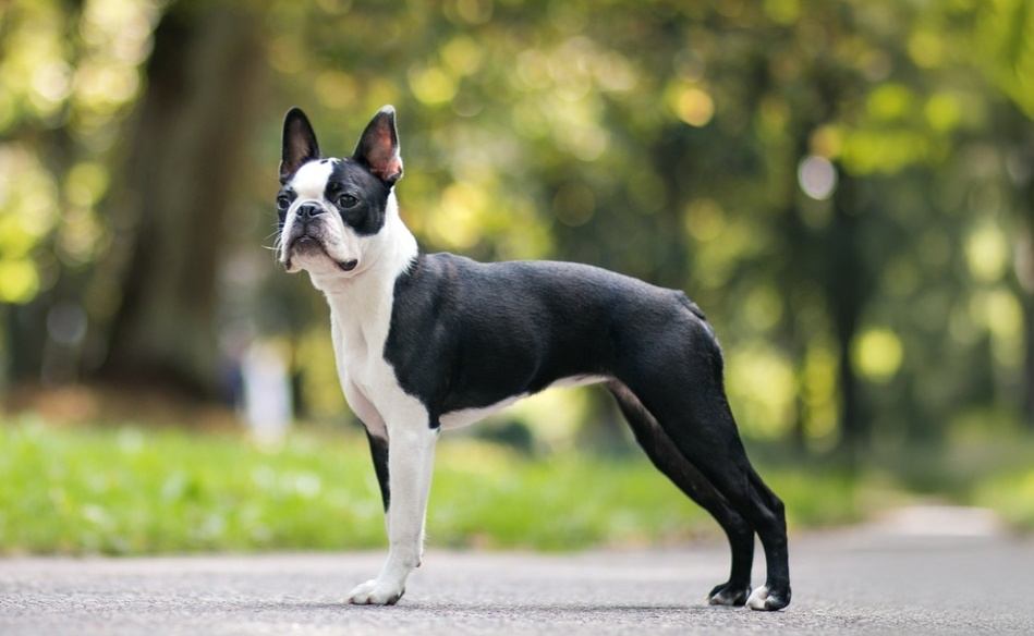 【獣医師監修】ボストン・テリアってどんな犬種？特徴と性格や飼い方・価格相場まで解説